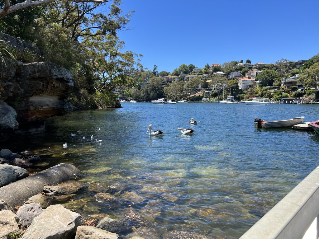 A peaceful tree lined sea inlet with three pelicans swimming against a view of expensive houses on the distant wooded bank.