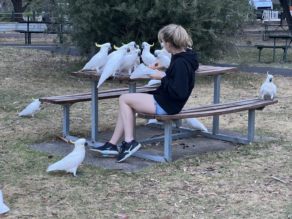 A girl sits at a picnic bench feeding a small flock of Cockatoos.